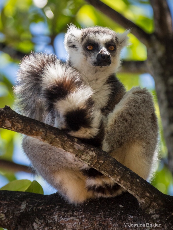 Ring-tailed Lemur