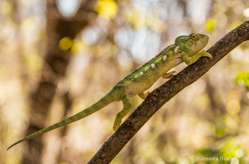 Oustelet's Chameleon