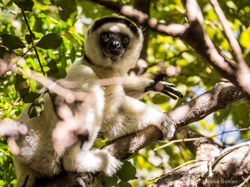 Verreaux's Sifaka