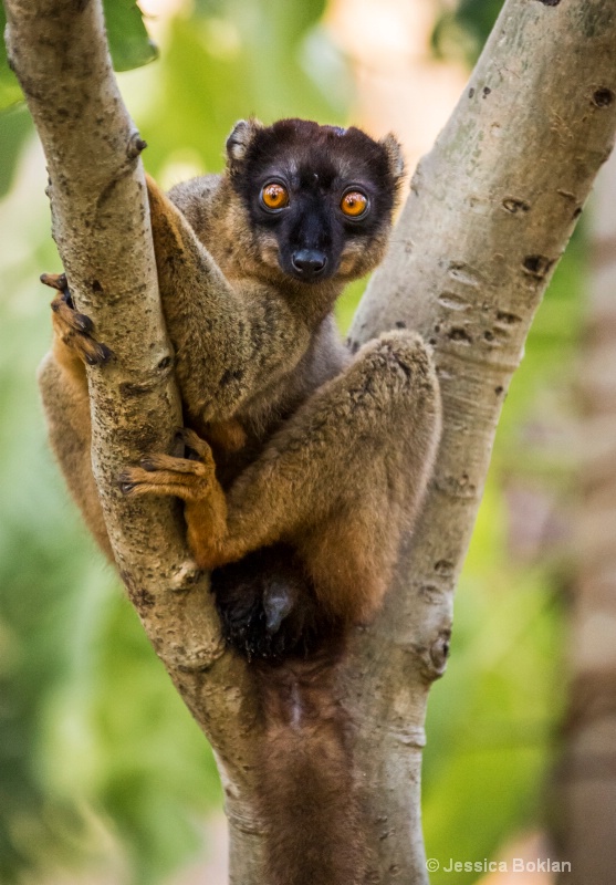 Common Brown Lemur