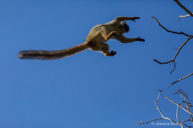 Leaping Common Brown Lemur 