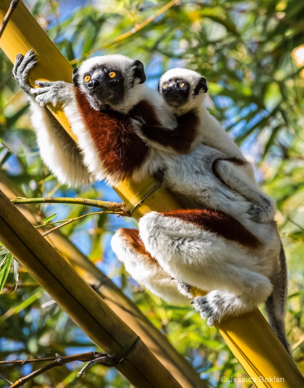 Mom and Infant Coquerel's Sifakas