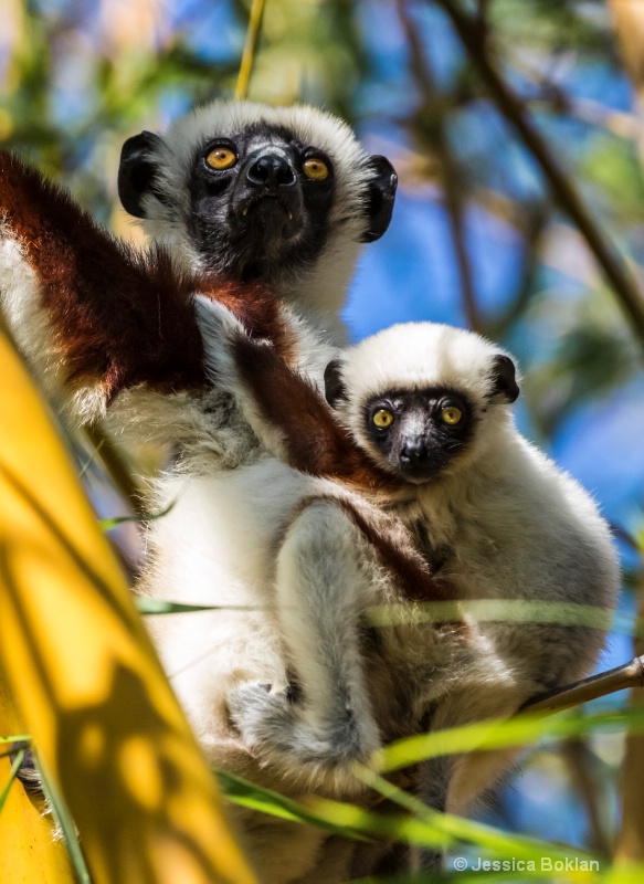Mom and Infant Coquerel's Sifakas