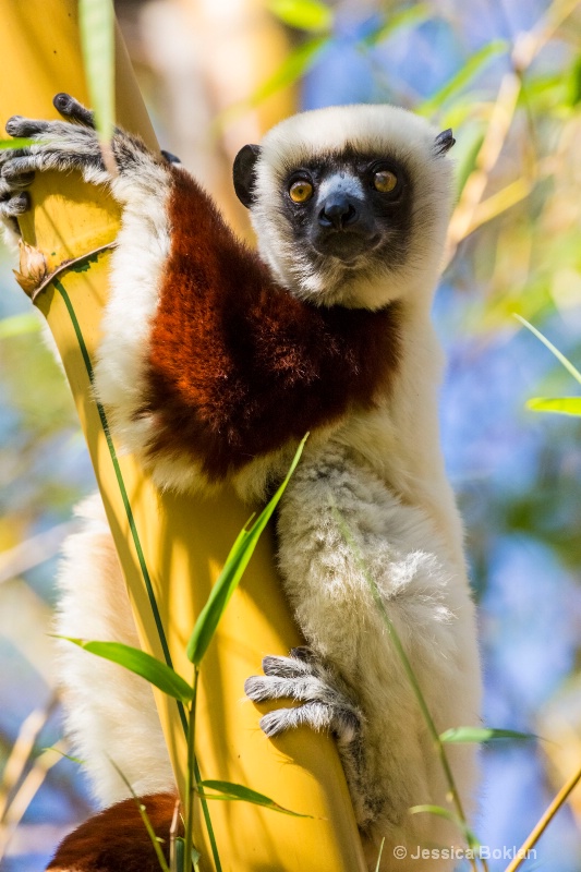 Coquerel's Sifaka