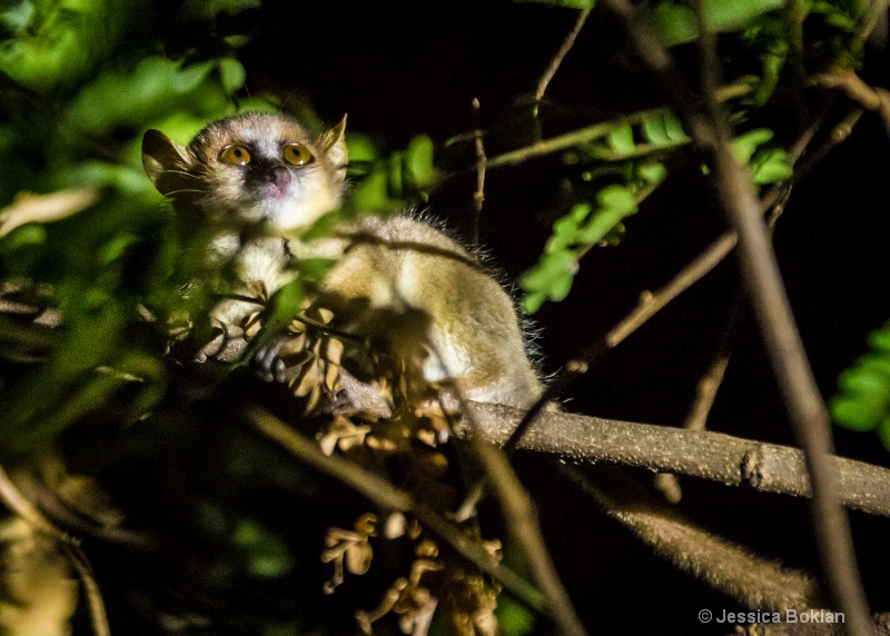 Golden Brown Mouse Lemur