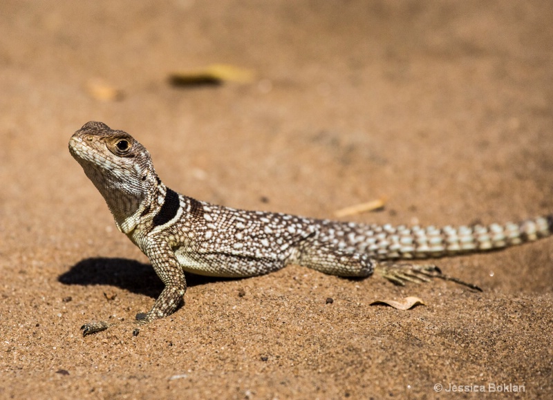 Collared Iguanid