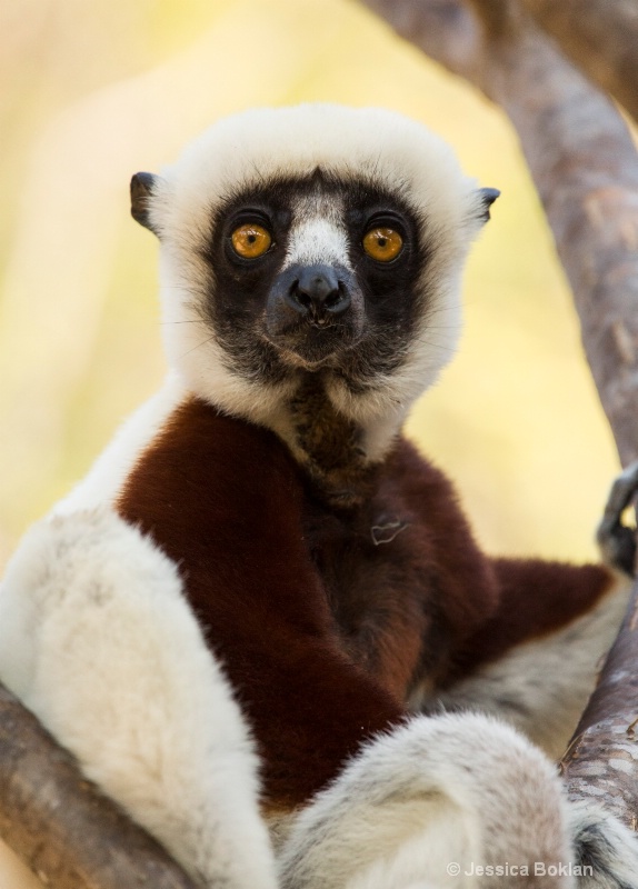 Coquerel's Sifaka