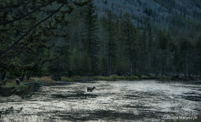 Elk in a sliver river, Yellowstone National