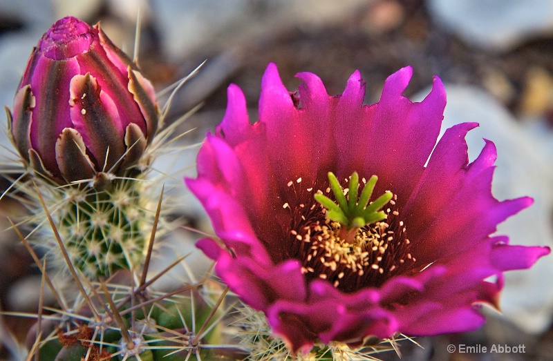 Mother and Daughter Cacti