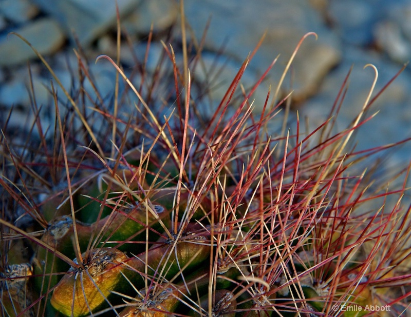 Fishhook Cactus