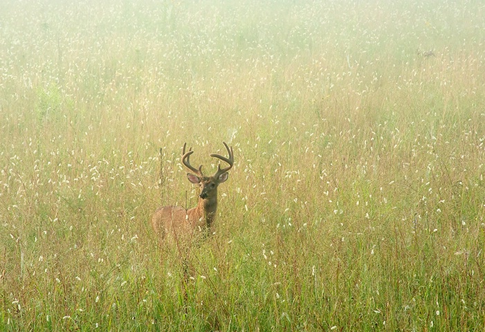 Buck Soft, Cades Cove GSMNP