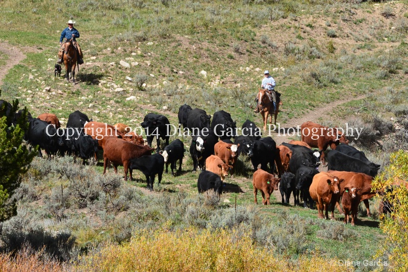 east daniels cattlemen 56
