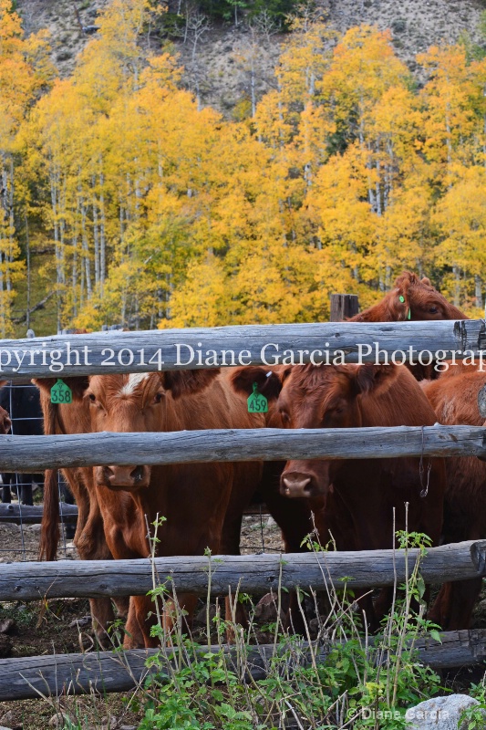 east daniels cattlemen 17