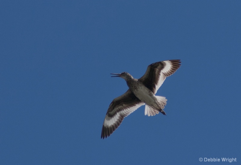 Willet in Flight