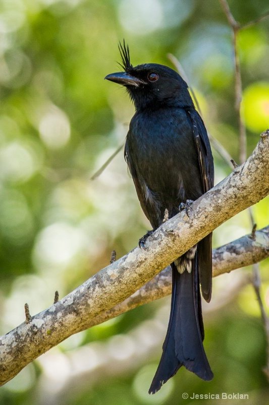 Crested Drongo