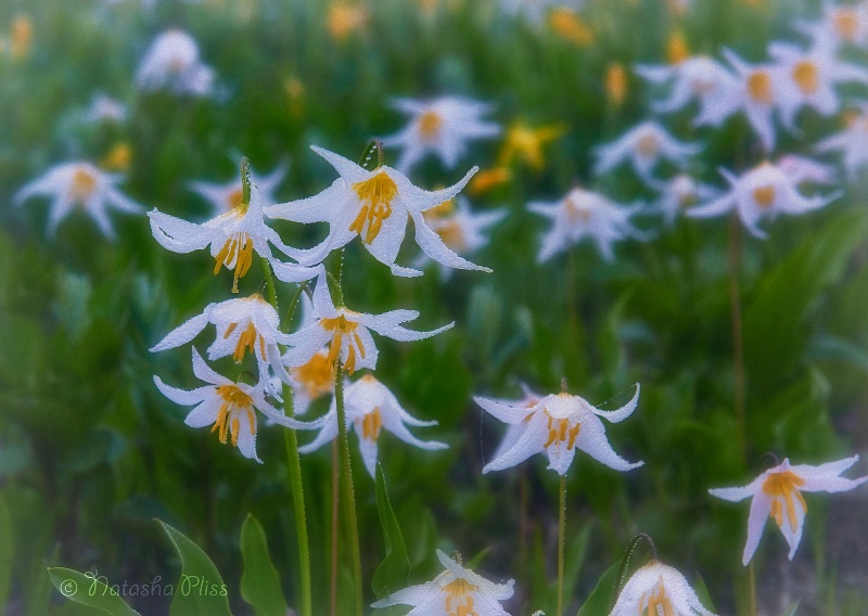 Avelanche lilies
