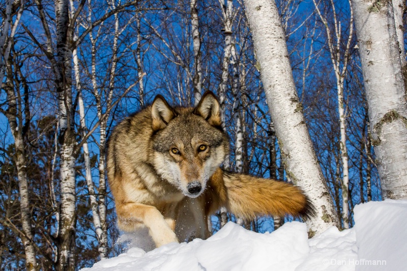 winter wolf photos 2014 431-134