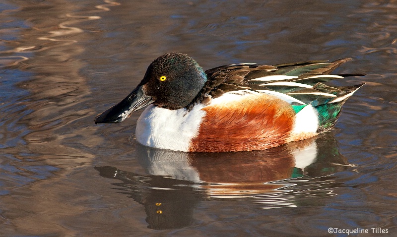 Northern Shoveler