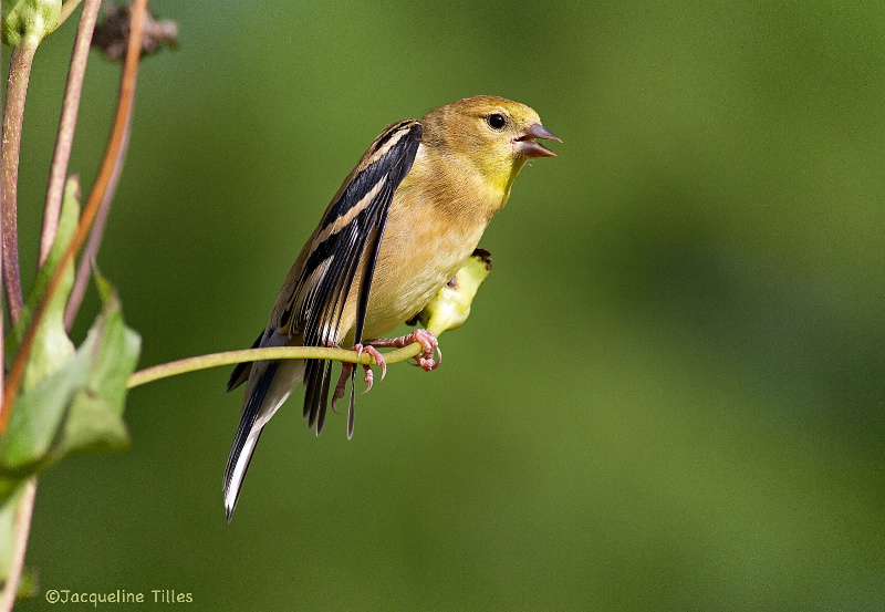 Immature American Goldfinch