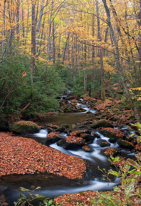 Tremont Stream 2, GSMNP