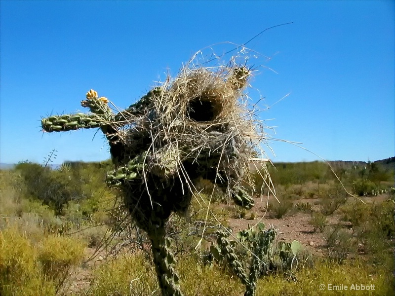 Close up bird nest in Cholla Cactus