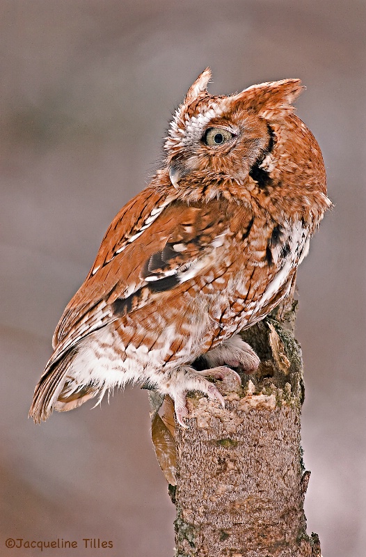 Eastern Screech Owl