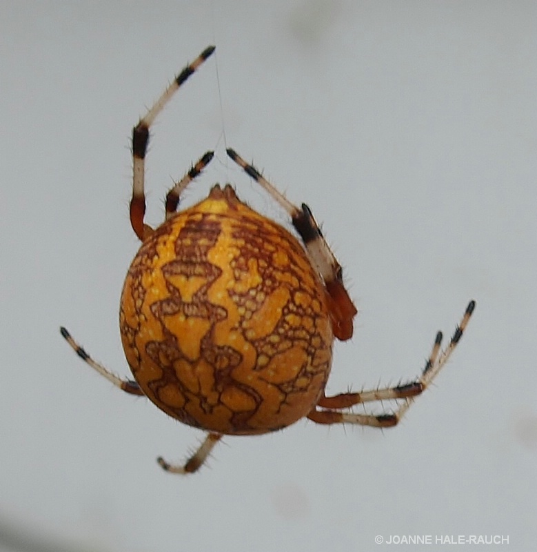 ORANGE SPIDER