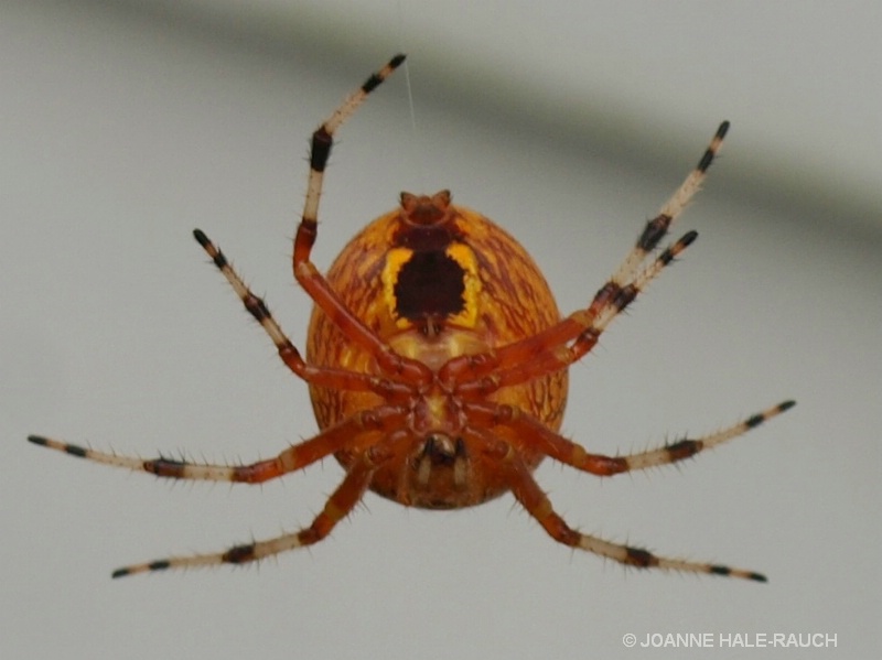 ORANGE SPIDER