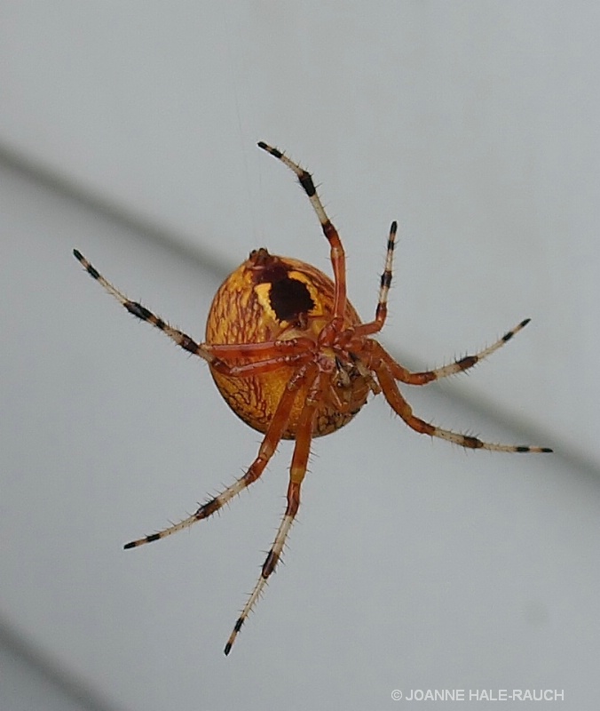 ORANGE SPIDER