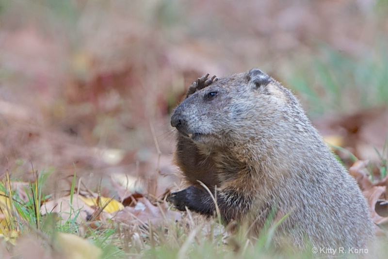 Groundhog with Headache in Valley Forge Today 