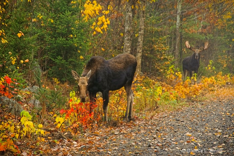 Mating Season