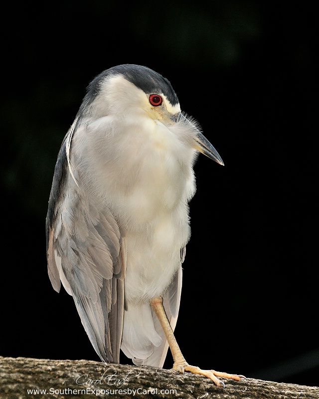 Black-Crowned Night Heron