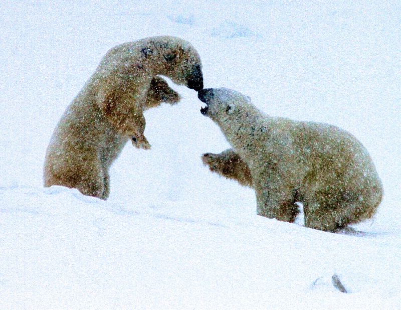 Polar Bear Dance #3