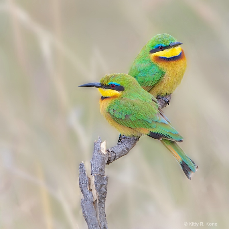 Bee Eaters Looking for Bees 