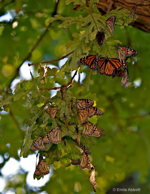 Clusters during Migration