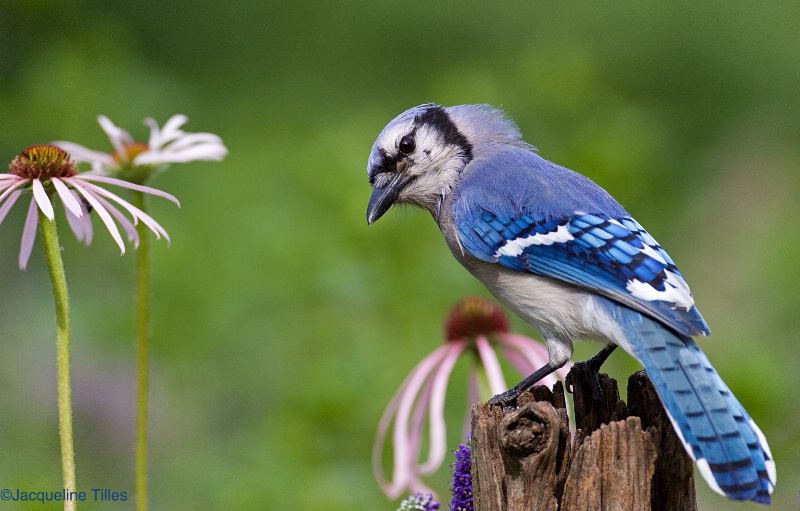 Blue Jay