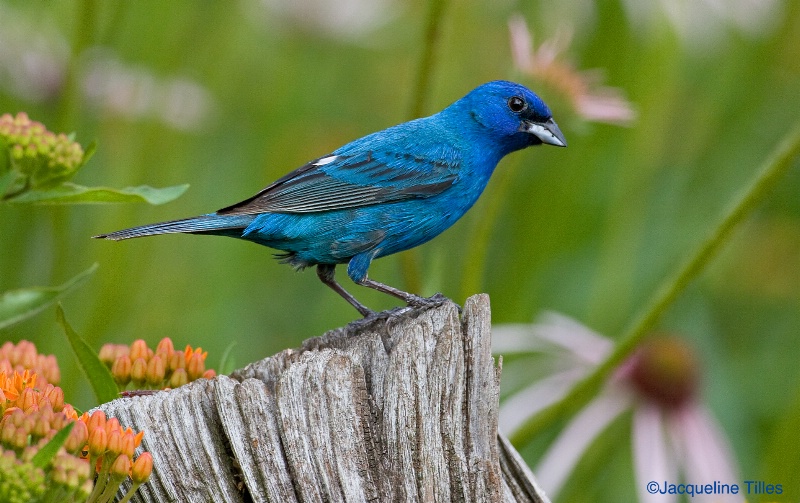 Indigo Bunting