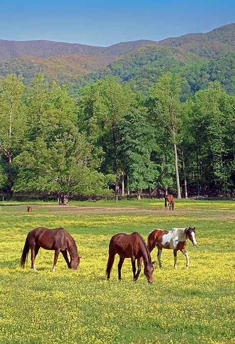 Cades Cove Horses