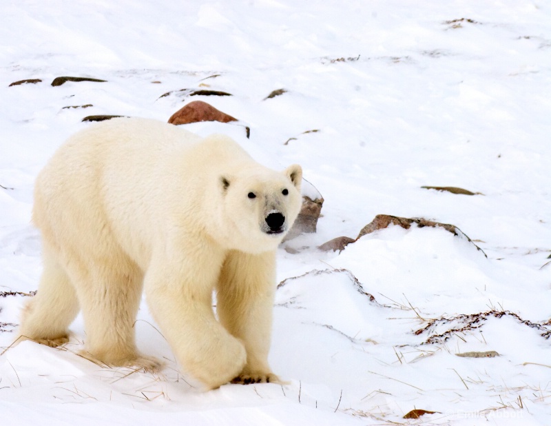 Pigeon Toed Right (World Polar Bear Week)