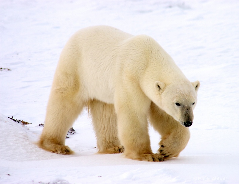 Pigeon Toed Left (World Polar Bear Week)