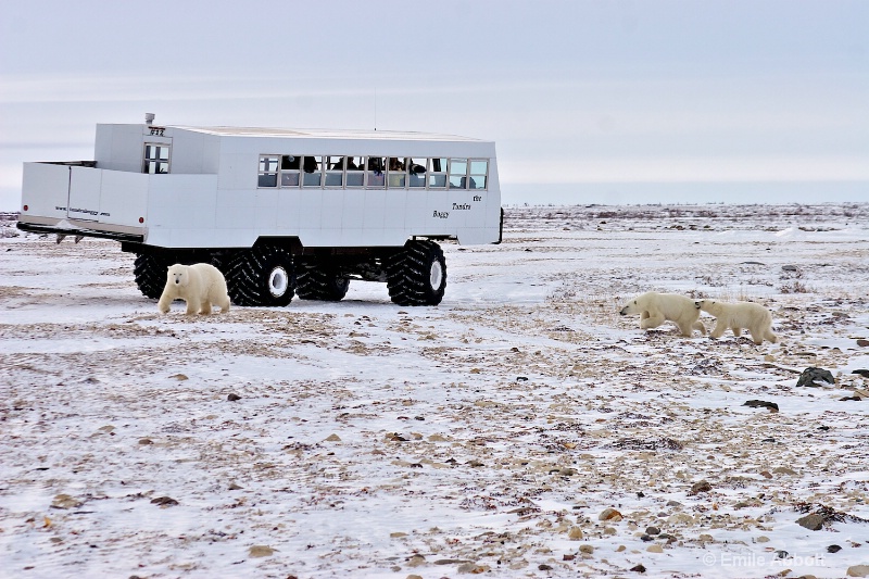 The Tundra Buggy