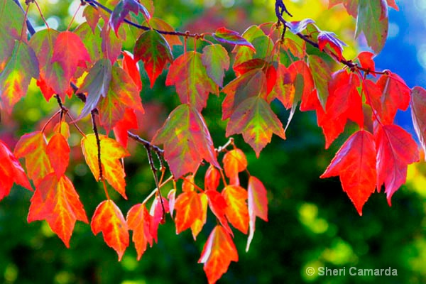 Colorful Fall