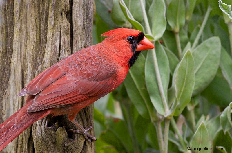 Northern Cardinal Portrait