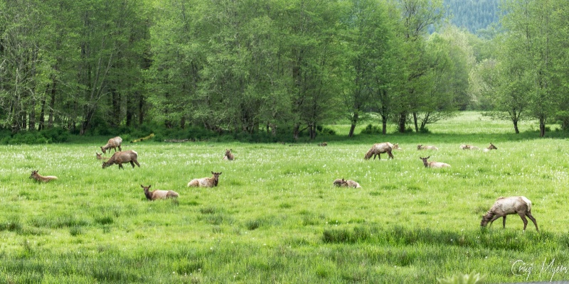 Elk Pasture
