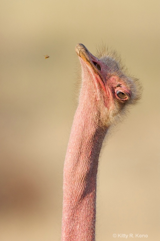 Ostrich Eyeing a Fly