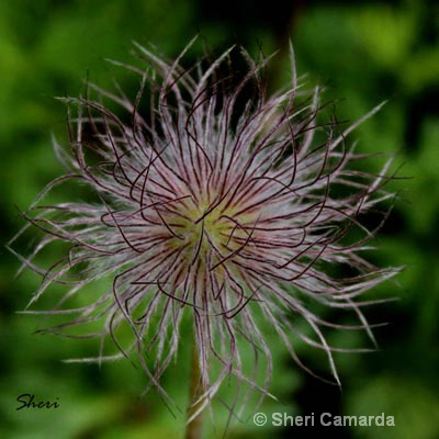 Wild Flower!