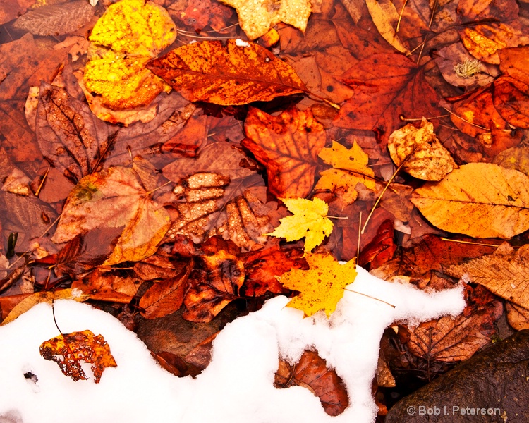 snow and fallen leaves