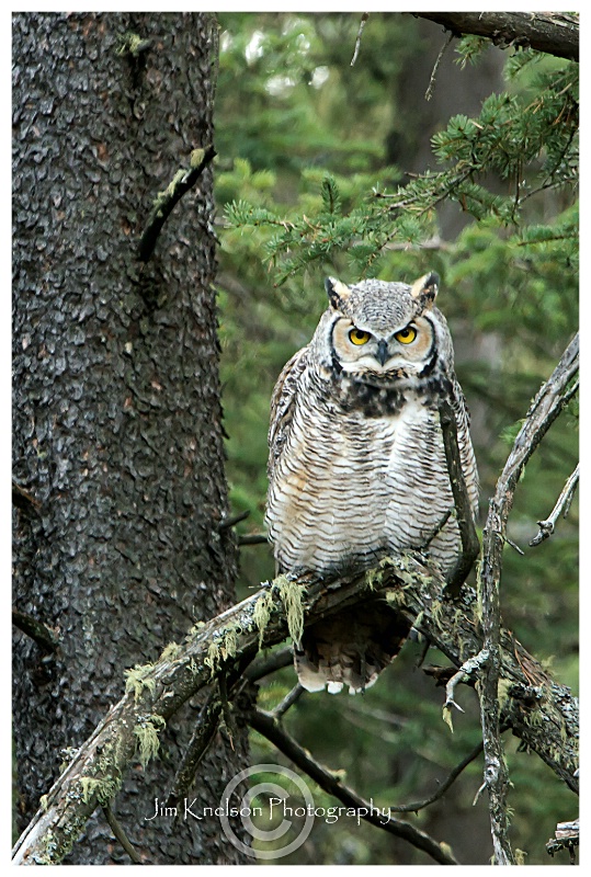  Great Horned Owl, Spruce Coulee, CHIP