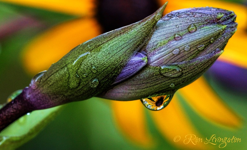 Dew on the Dragon