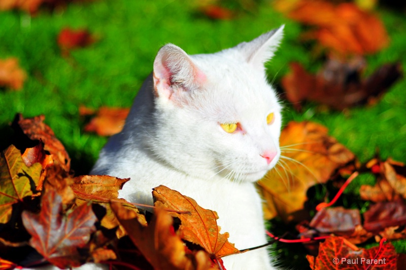 Yahoo the White Cat